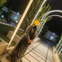 پیراهن مجلسی