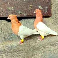 کفتر یا کبوتر سینه کله زرد سرخ