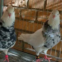 کبوتر طوقی نر زرین وماده الماسی