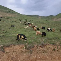 گوسفند وگوساله زنده