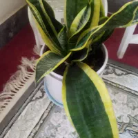 گل زیبای کراواتی