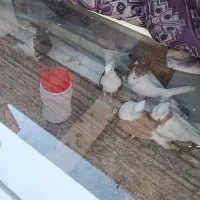 سلام پنج عدد کبوتر با فروشی