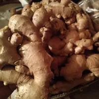پخش عمده زنجبیل تازه آبدار