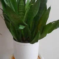 گل طبیعی