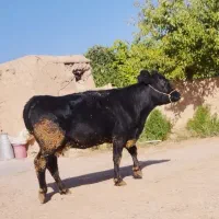 حیوانات مزرعه گاو