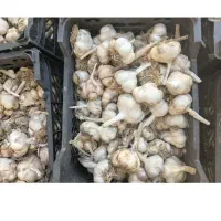 سیر خشک درجه ۱