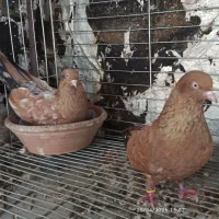 کله ای ، طوقی|پرنده|ایذه, |دیوار