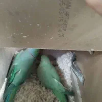معاوضه ملنگو با دستگاه جوش