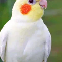 عروس هلندی گمشده