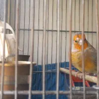 سهره قناری دهن کاملا سهره دهن دار
