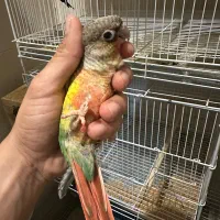 گرینچیک تازه دونخور شده