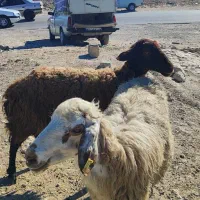 گوسفند قربانی چاق و چله