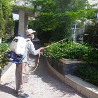 باغبانی و سمپاشی گل درخت کاری وهرس