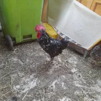 دوتا خروس گلین یکساله