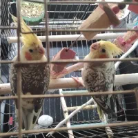 عروس هلندی گل باقالی