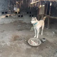 سلام.سگ نژادخراسانی یک ساله برای نگهبانی آلی