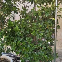 زمین-بحر-14متری-زیر-تالار-باغ-دربند-200متر