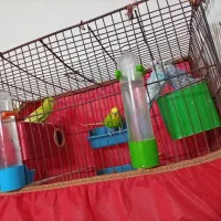 تعدادی عروس هلندی ومرغ عشق خانگی
