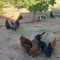 مرغ  و خروس محلی