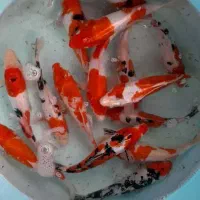 فروش کوی فیش زینتی مستقیم از تولید کننده (شهر کرج)