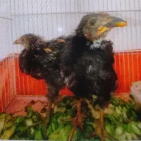 جوجه رسمی نر و ماده زرنگ
