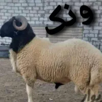 فروش زنده گوساله حیوان چاق بی دنبه گوسفند کم چربی