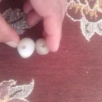 مهره برد سلیمانی