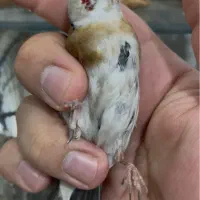سره چونه سفید سرسفید لکو پیس سفید