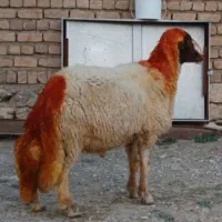 قوچ ورن حیوانات مزرعه