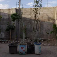 نهال  خرمالو  و نهال عناب