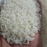 برنج ایرانی ۲۳۰ مقطوع