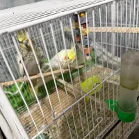 دونا عروس هلندی نر و ماده
