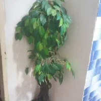 درختچه مصنوعی