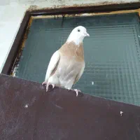کبوتر ماده شازده زرد قلاب به سر