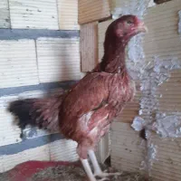 مرغ لاری کرک