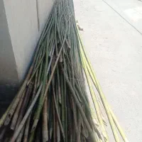 نی قمیش