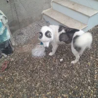 سگ هاسکی‌|سگ|مینودشت, |دیوار