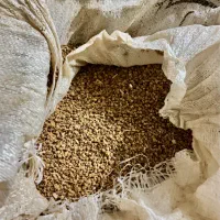 تخم چغندر لبو قرمز