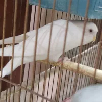 مرغ عشق آلبینو ماده