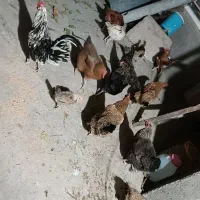 مرغ و جوجه