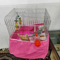 عروس هلندی