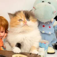 گربه پرشین کوچولو|گربه|قزوین, |دیوار