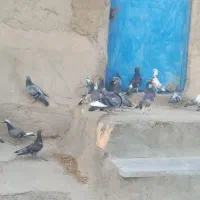 فروش