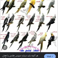 عروس هلندی پیدا شده