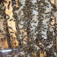 زنبور۱۰۰تا