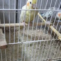 نروماده ضمانتی باهمه وسایل