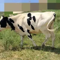 نوعر هلشتاین