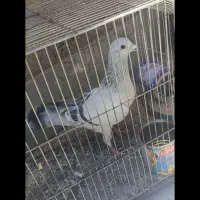 کبوتر سبز کلاغ نر