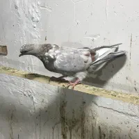 کبوتر|پرنده|کرج, برغان|دیوار
