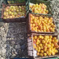 خرید زرد آلو  وسیب گلاب و  گلابی ازباغات